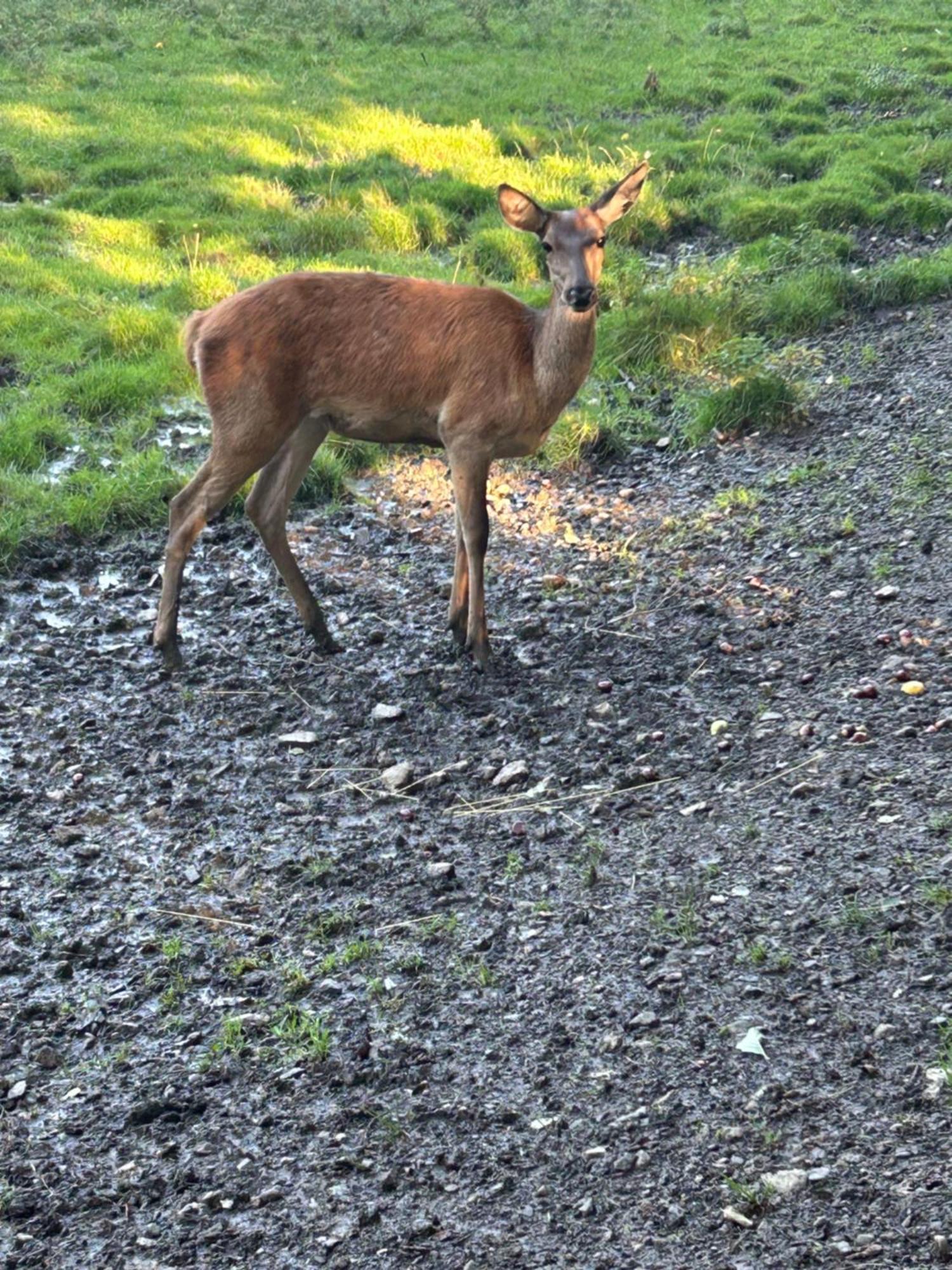 Kleine Auszeit Am Wildgehege Lägenhet Bad Harzburg Exteriör bild